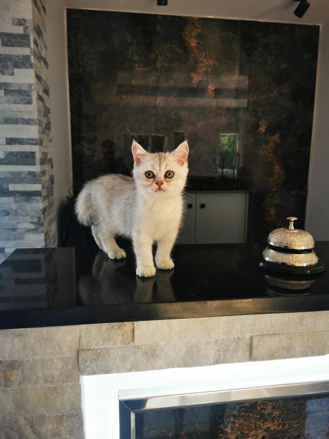 Doftana Apartaments Teşila Zewnętrze zdjęcie